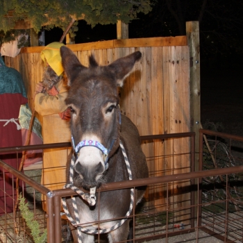 nativity donkey.R5H2J