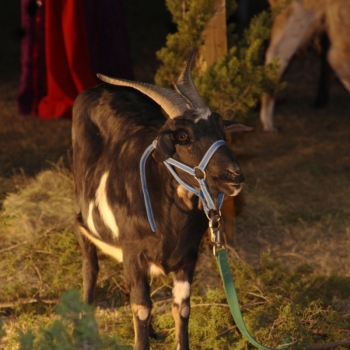 nativity goat.TFABT